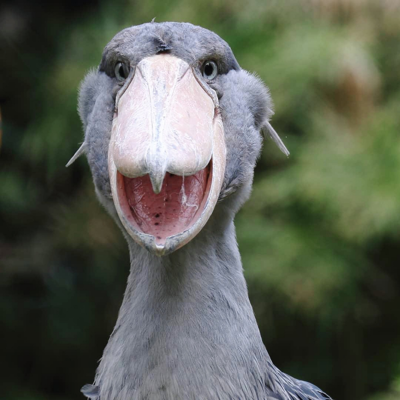 自带萌趣的鲸头鹳,随时乐呵呵的样子,简直太可乐了.  #趣图搞笑