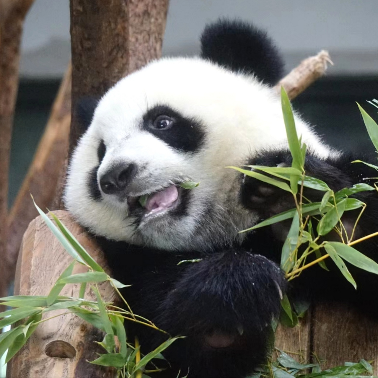 八仔,你好黑[滑稽]