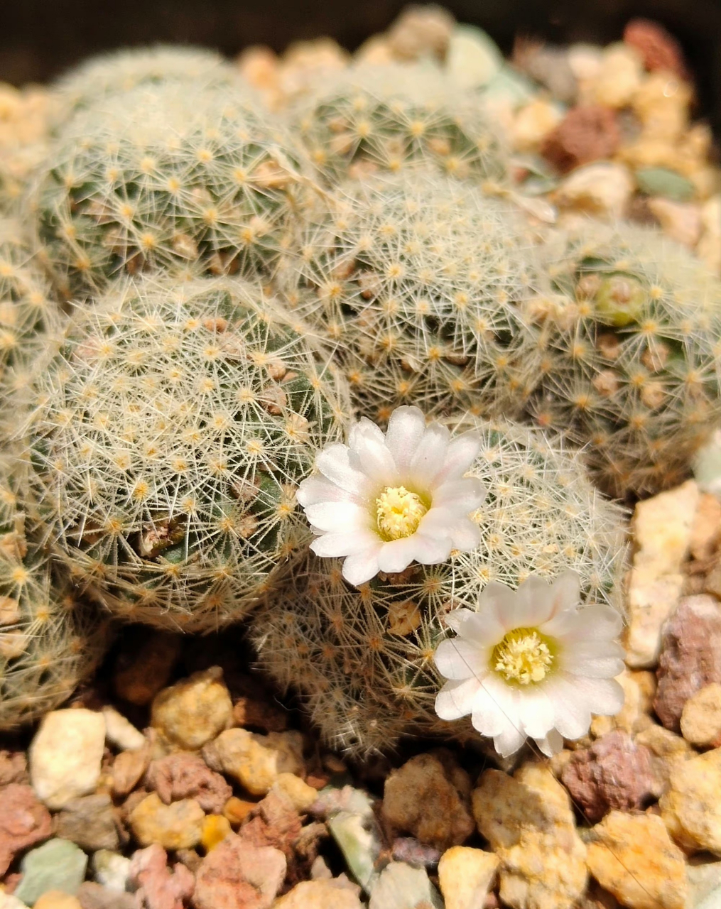 多肉吉赛尔开完这两朵,春天的花期要结束了,冬天请继续! 67