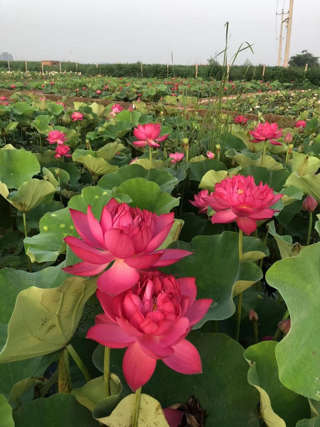 荷花苗批发基地实拍