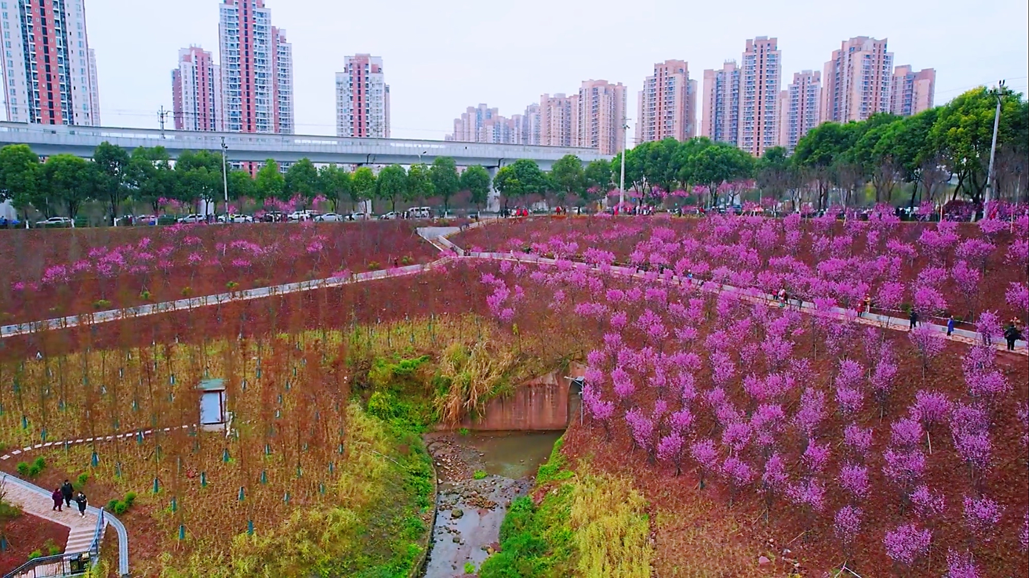 康庄花海图片