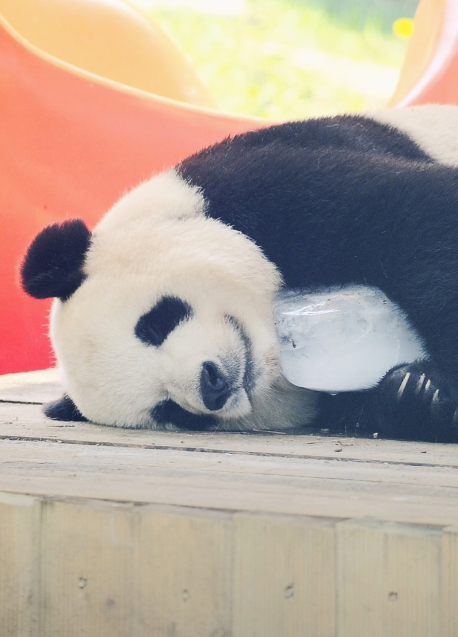 飞云抱着冰块睡觉也那么美.#大熊猫飞云