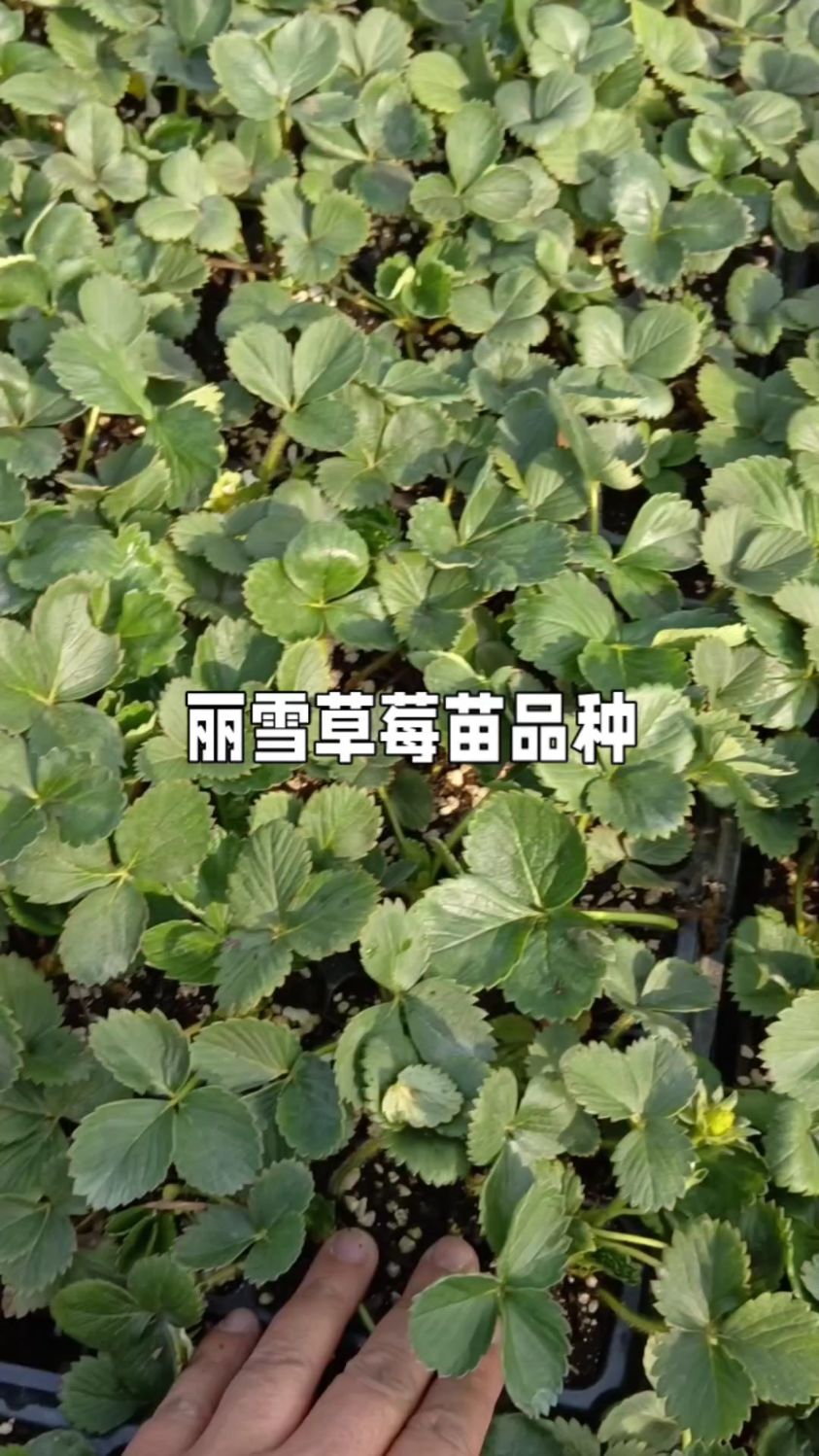 丽雪草莓品种介绍图片