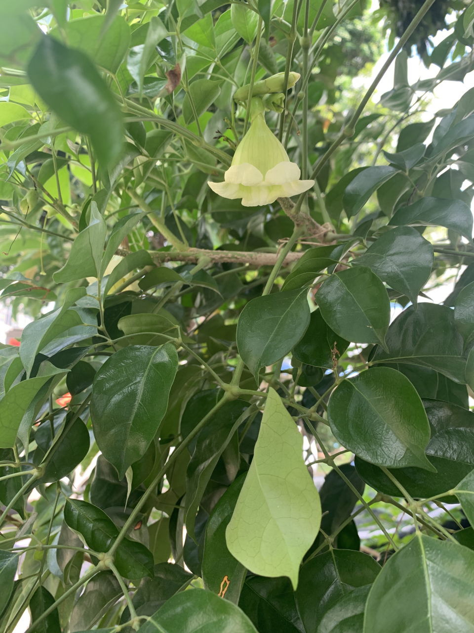 这棵树开的花挺漂亮的,像一个个吊钟,就是不知道它是什么树?