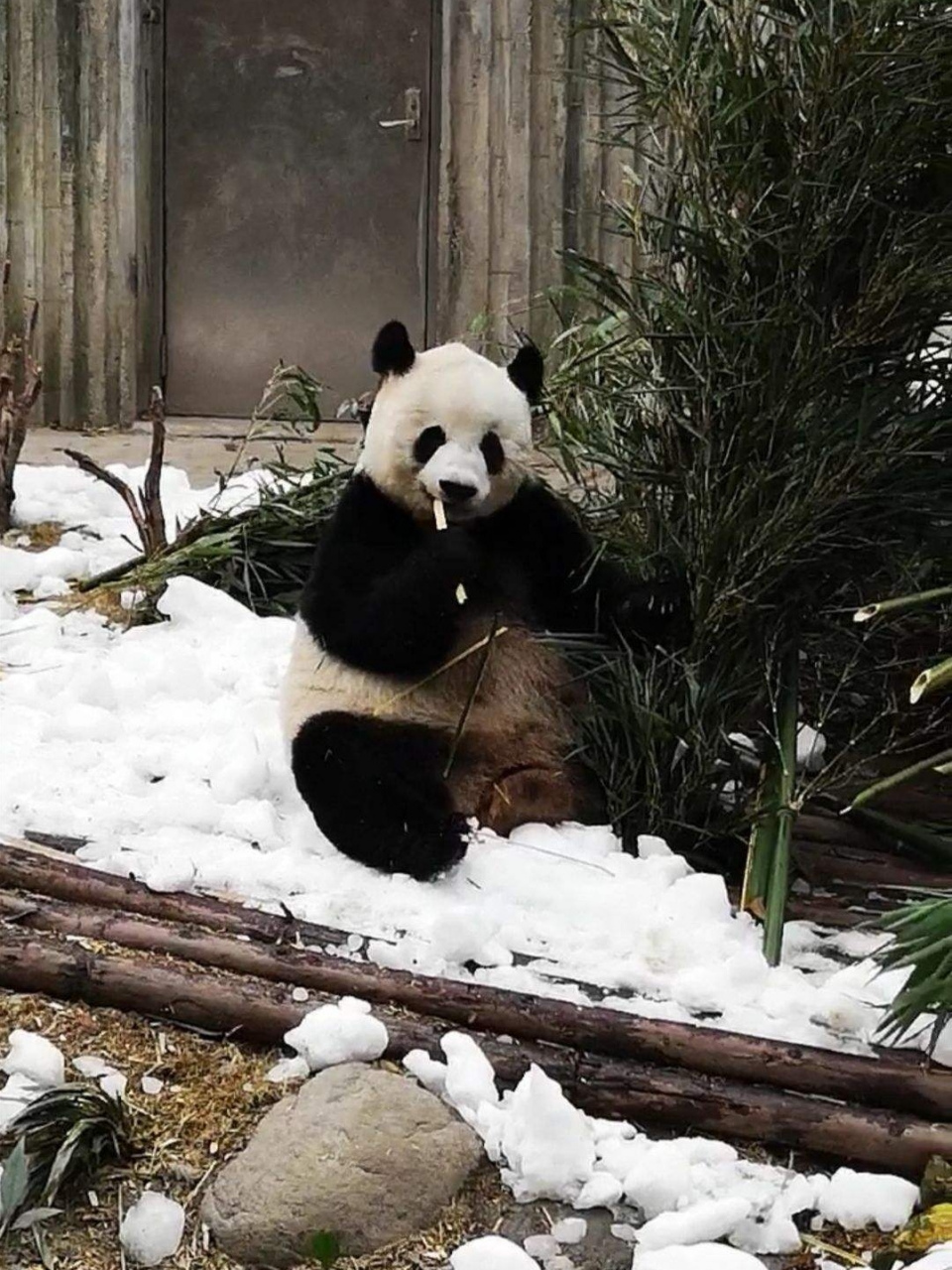 美國動物園大熊貓樂樂去世,原定4月回國!