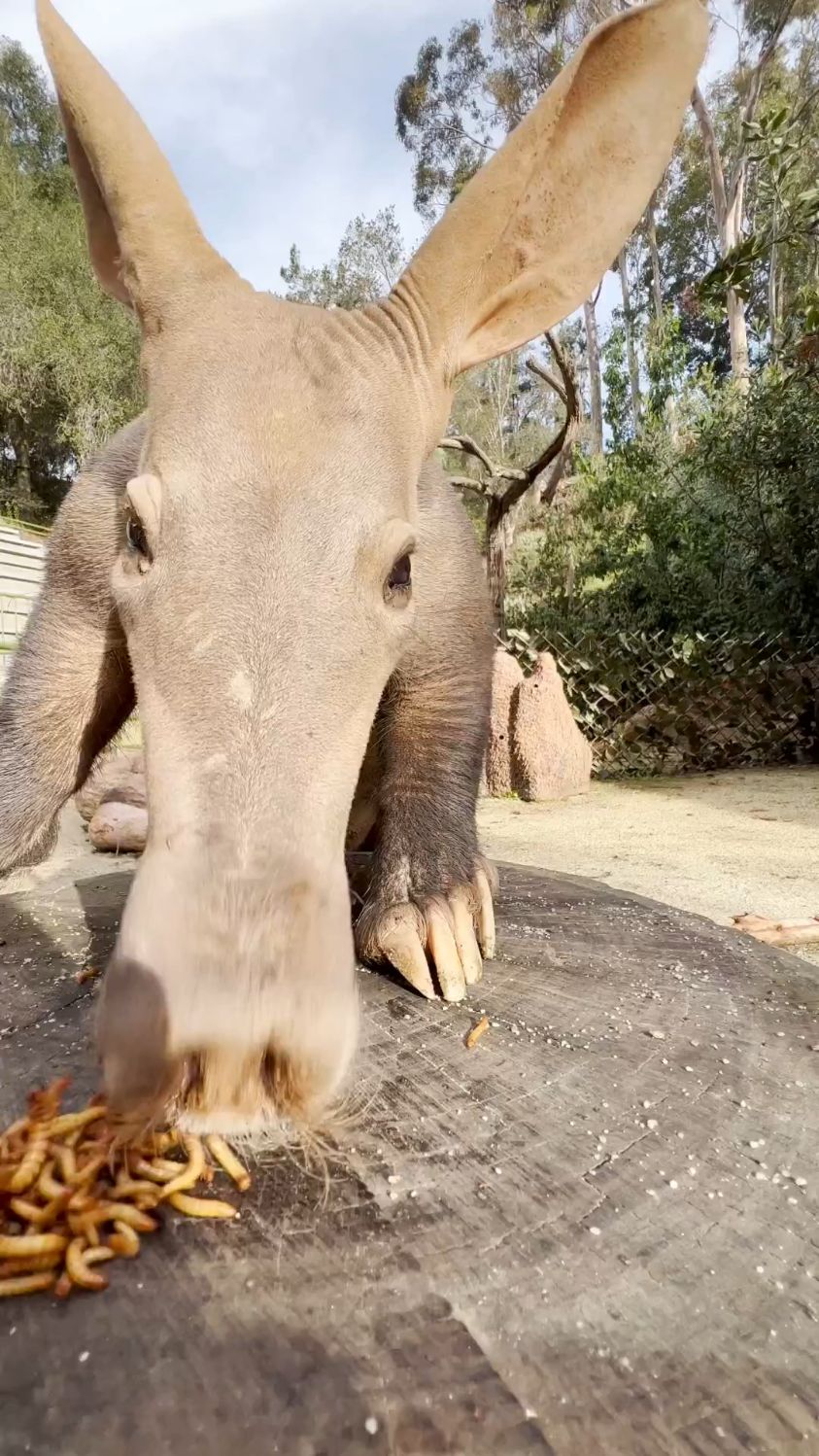 鼻子很长,这是什么动物?