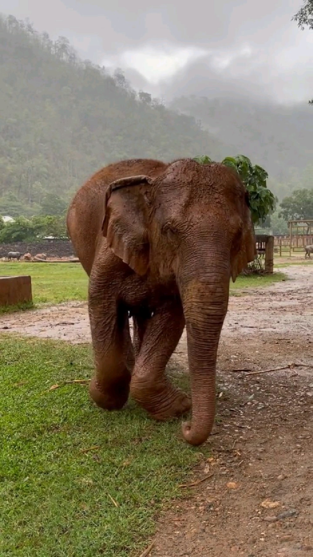 收养所里受伤的大象