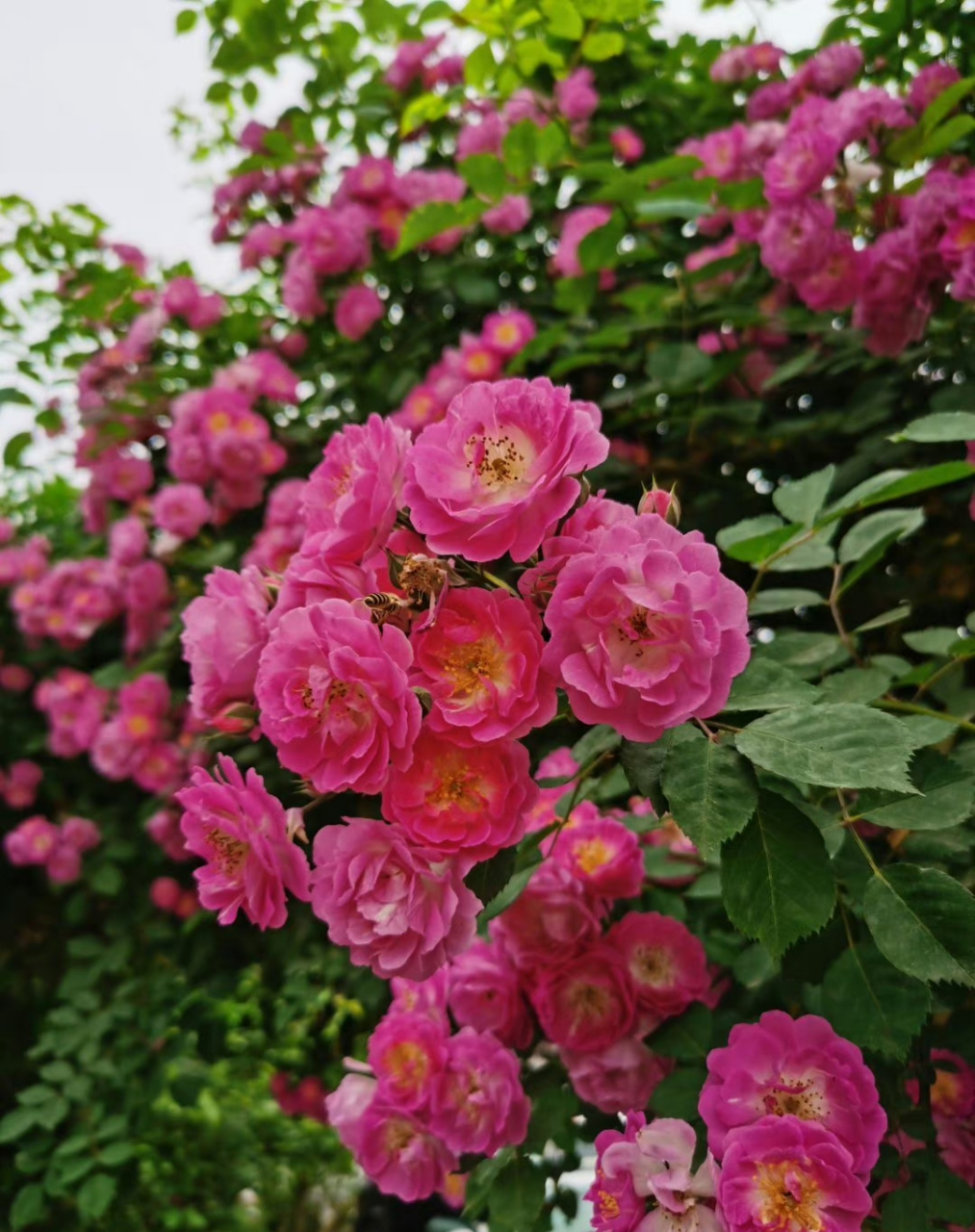 再好好看一眼满篱笆的蔷薇花吧,再要看就得明年了. 67