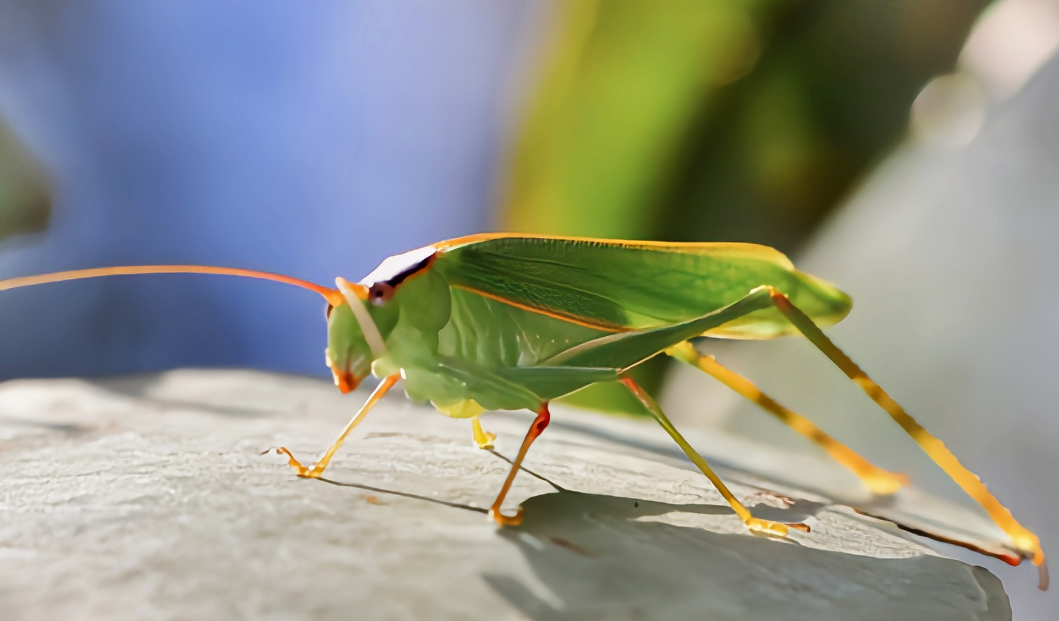 每天认识一种昆虫——露螽 露螽别名日本条螽是直翅目,露螽科昆虫,原