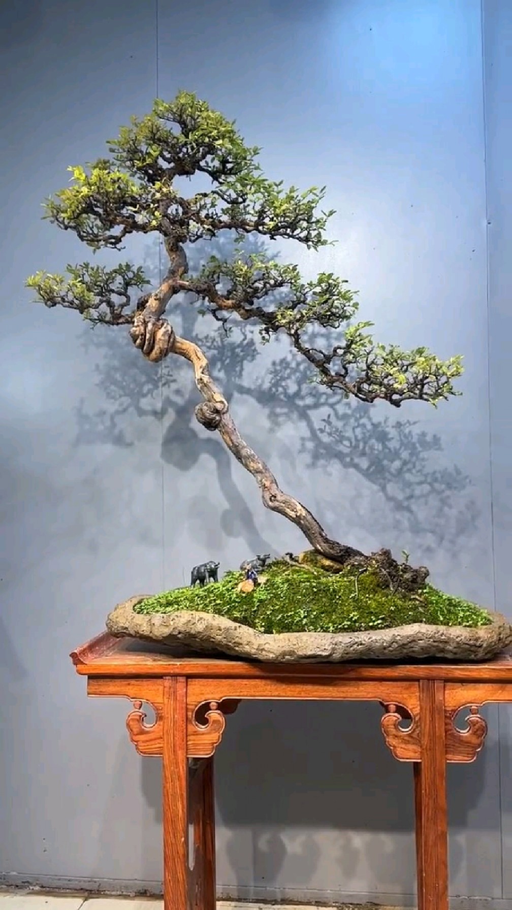 造型独特的一棵岭南雀梅