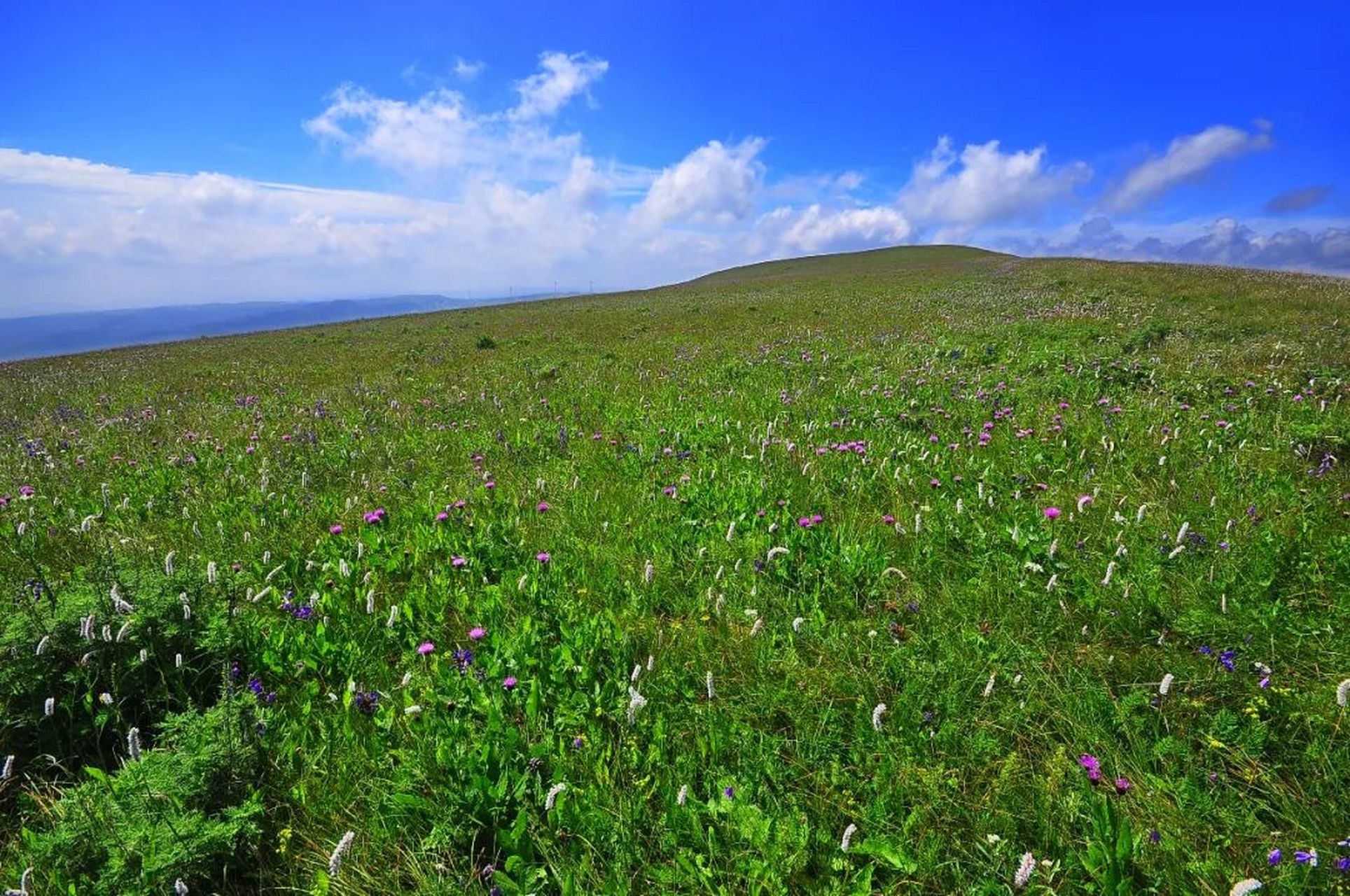 对草原景色我是缺少免疫力的,所以本次考察工作我首选就是草原,于是就