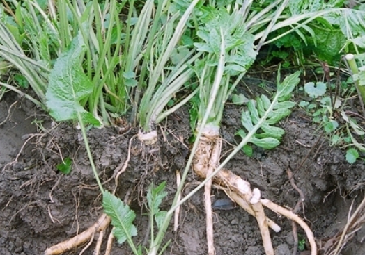 根状茎植物有哪些