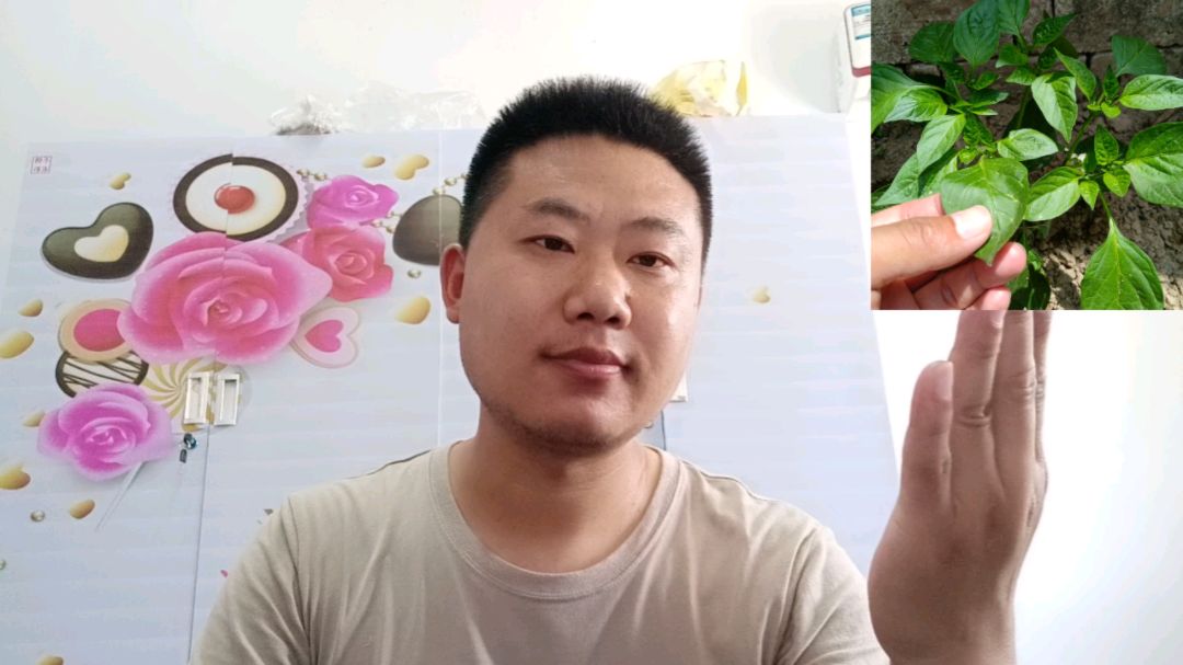 “辣椒叶”的价值一点也不逊于辣椒,你知道吗?一起了解一下