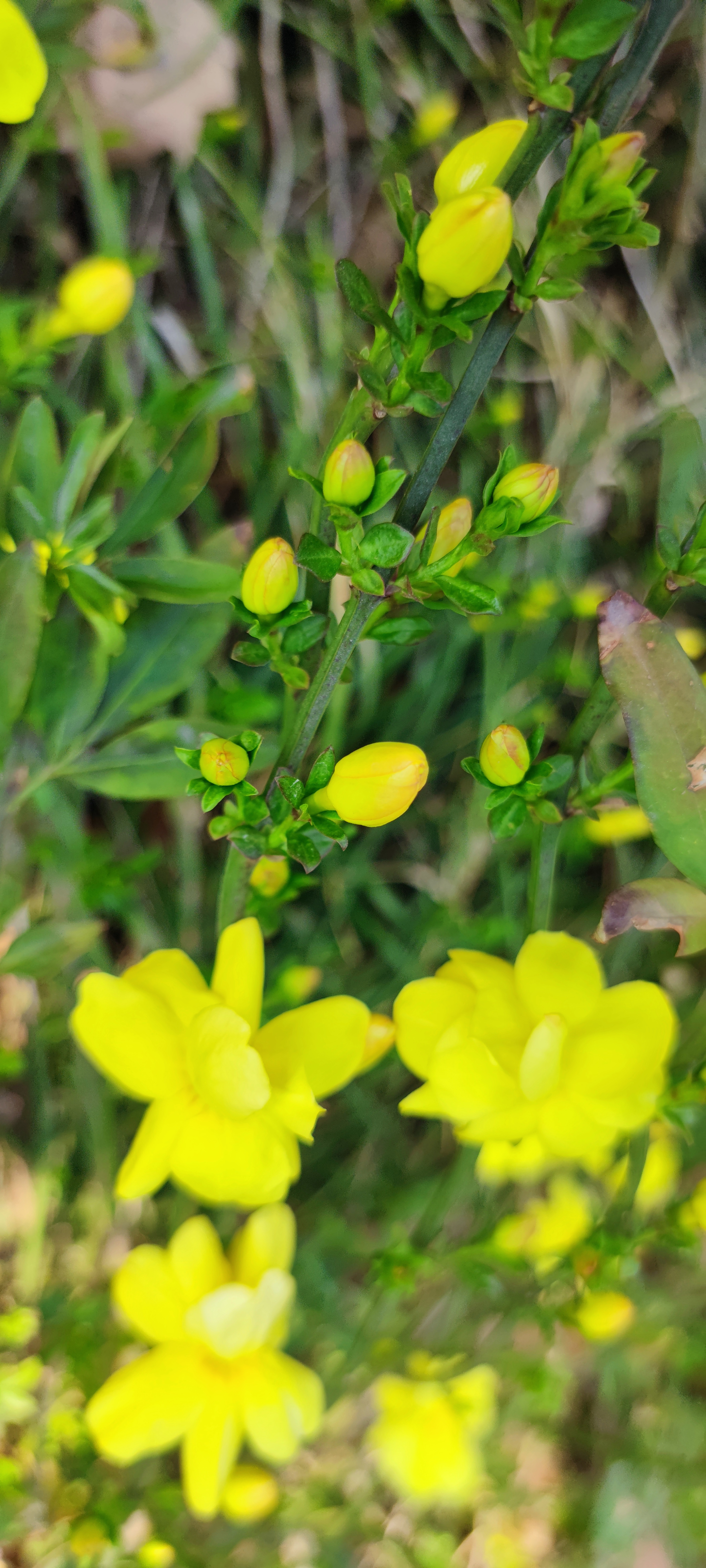 又是一年花开时(六) 迎春花——黄花翠藤 清香满串荡悠悠