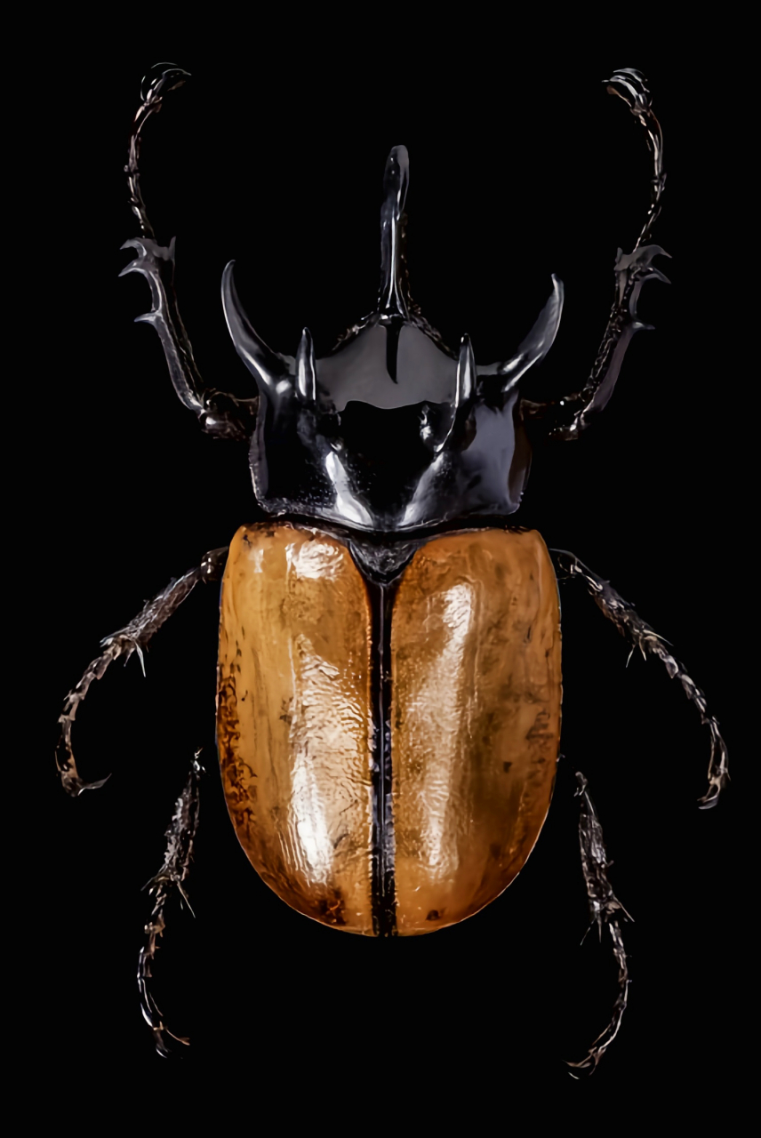 每天认识一种昆虫——五角大兜虫 五角大兜虫别名细角疣犀金龟,鞘翅目