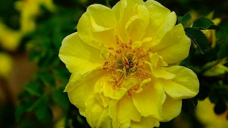 常见的野生植物"黄刺玫",我们小时候的零食,功效好多