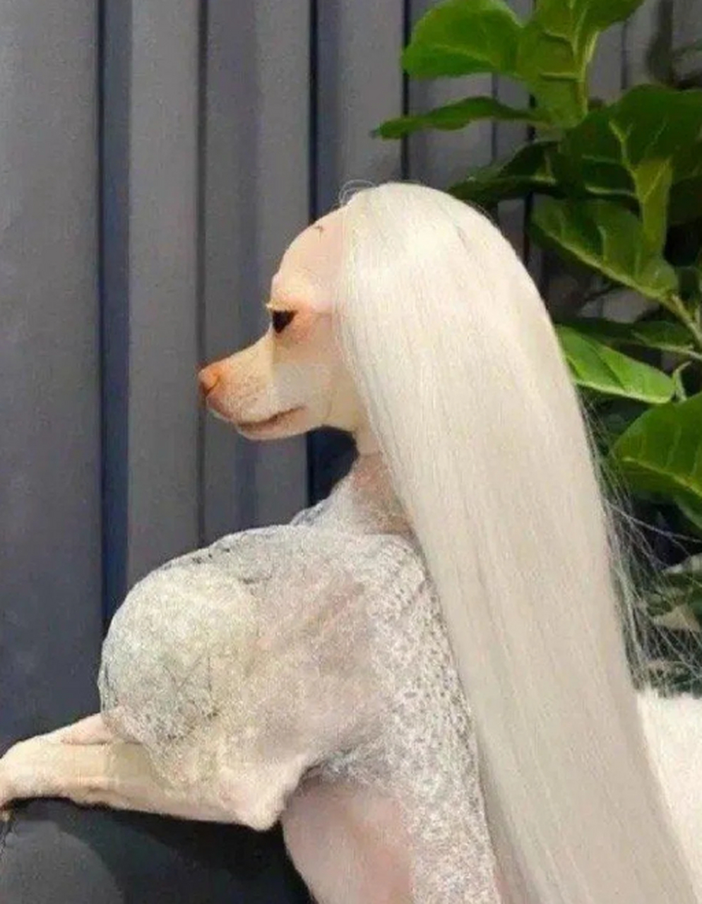 花2万买来的贵妇犬,大家看值不值