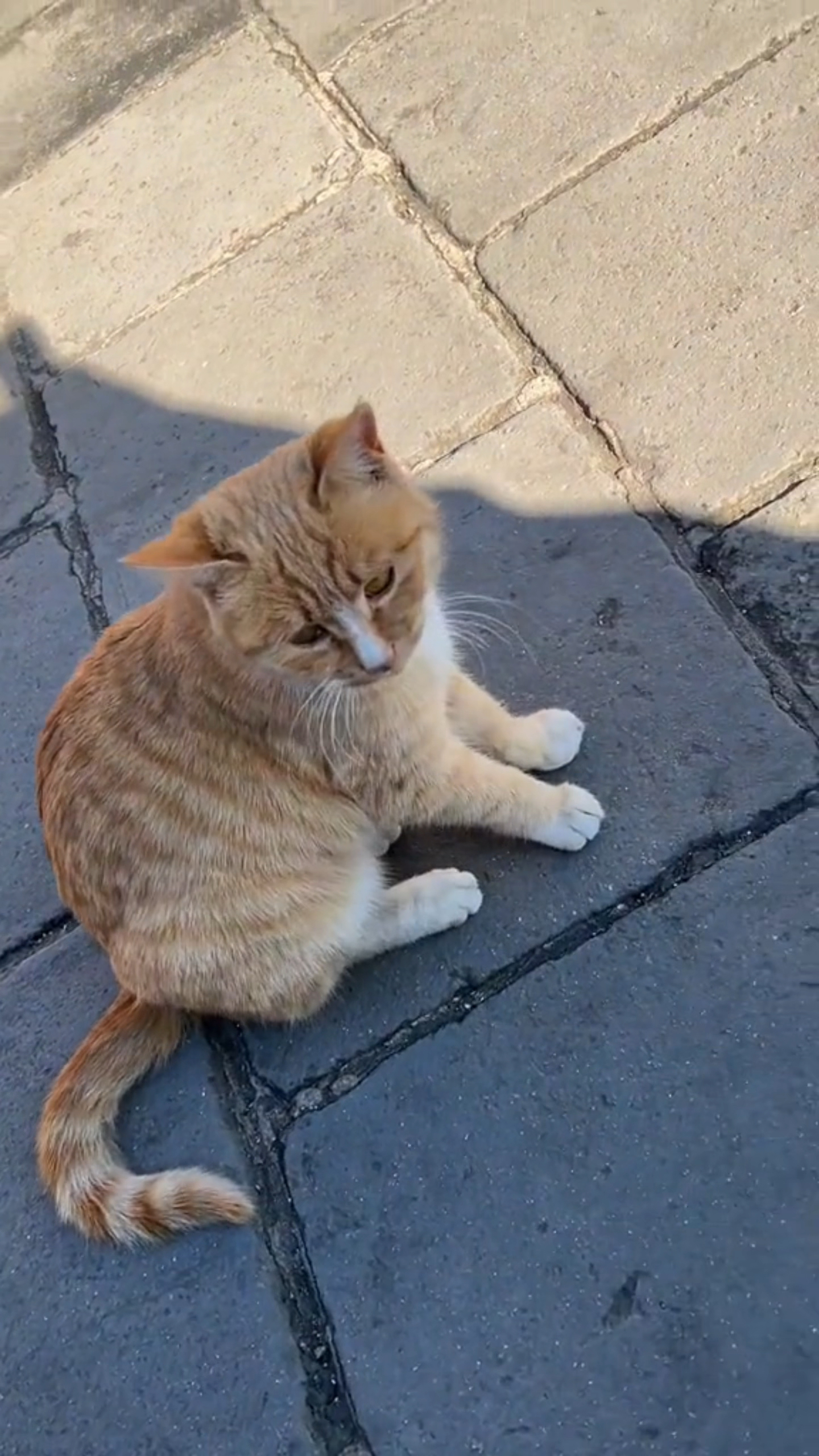 路遇一只烟嗓大橘猫.