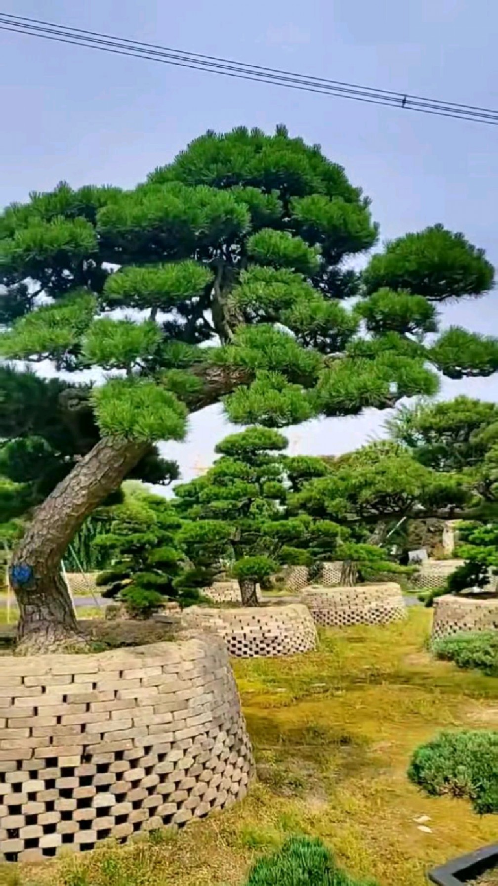 霸气黑松,别墅庭院专享