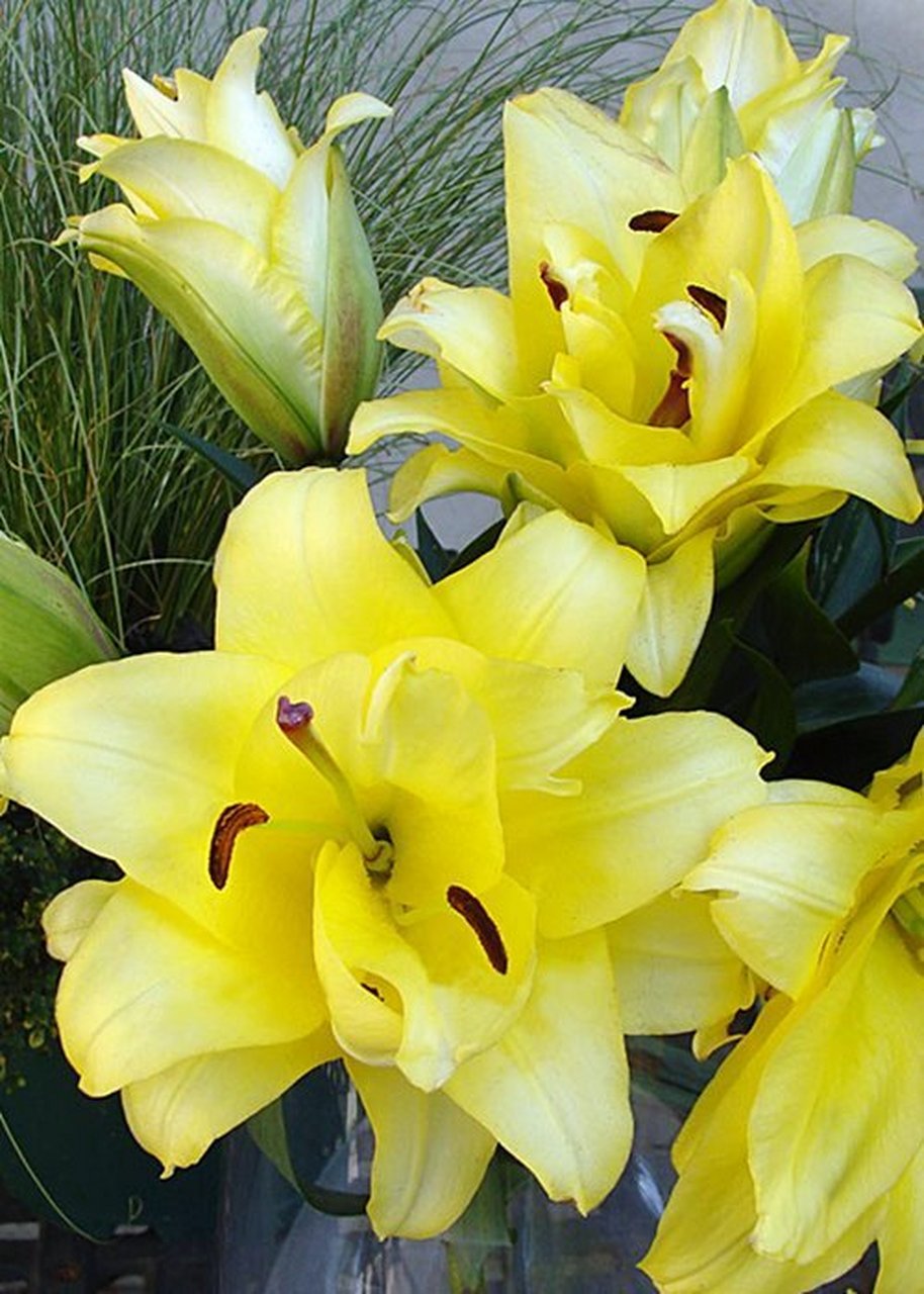 今天和大家分享重瓣ot百合—异域阳光 异域阳光的黄色极舒适的治愈色