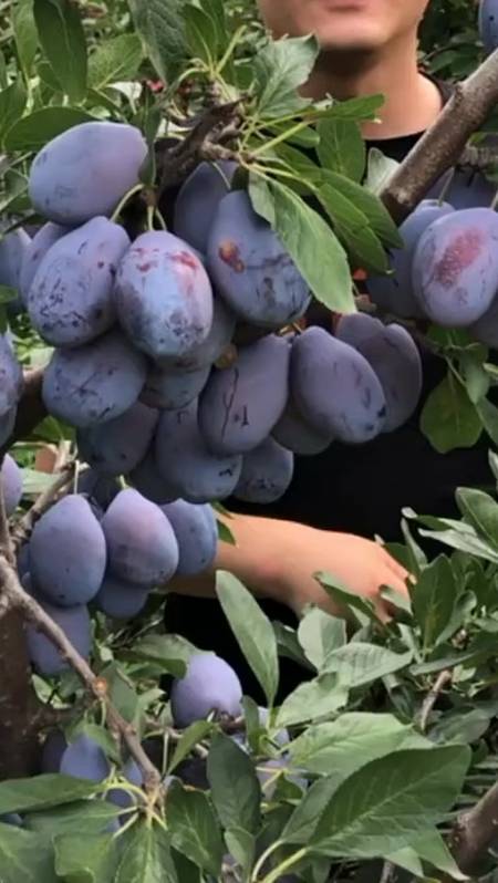 西梅女神李子苗 西梅李子苗特点 土壤要求简单 抗寒耐干旱 产量高-度