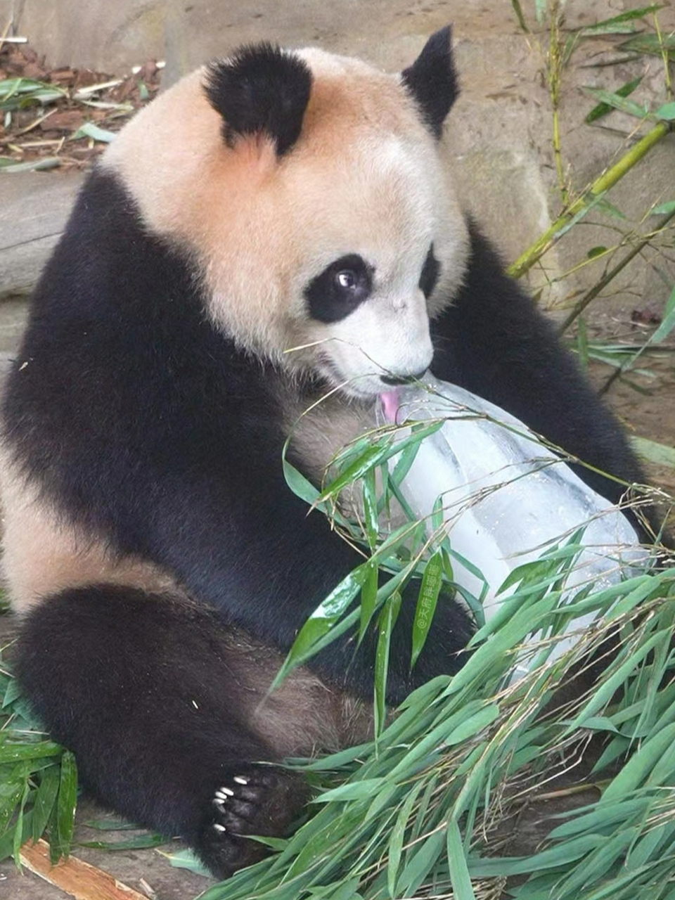 润玥:乖啊,冰坨子大宝贝[心]