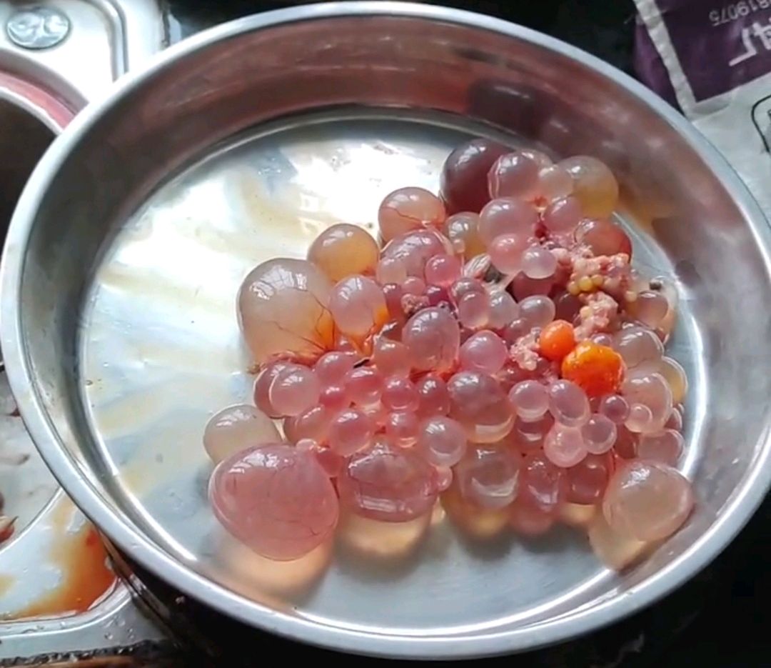 母鸡没生出来的蛋好像海绵宝宝