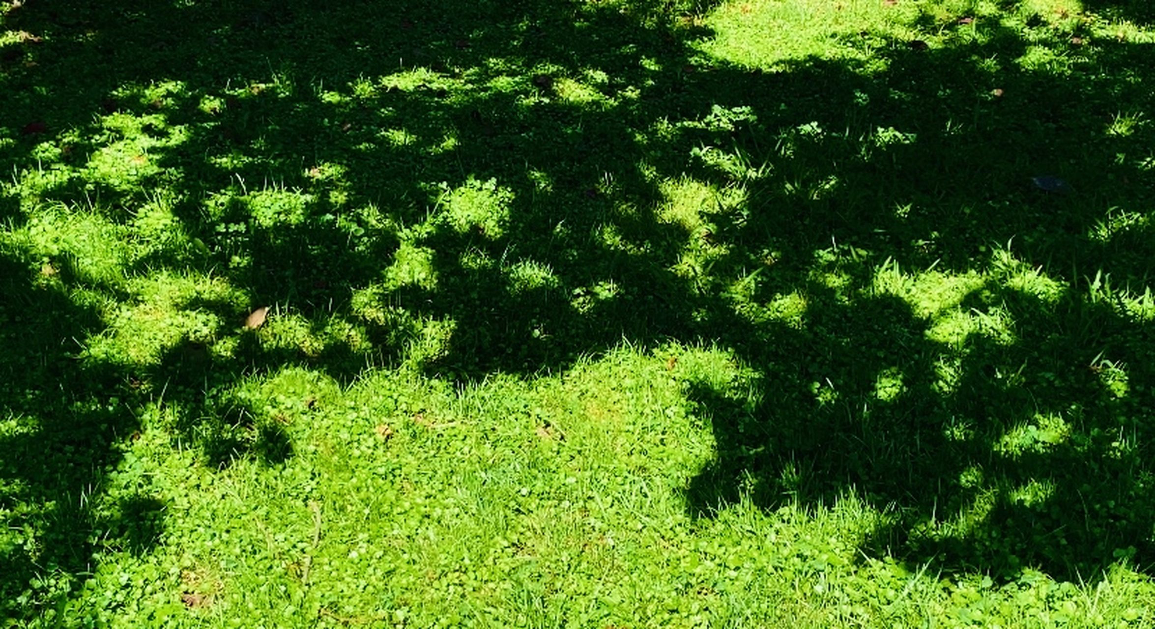 光影  和煦的阳光款款而来,透过树叶的缝隙倾泻而下,在地面形成了斑驳