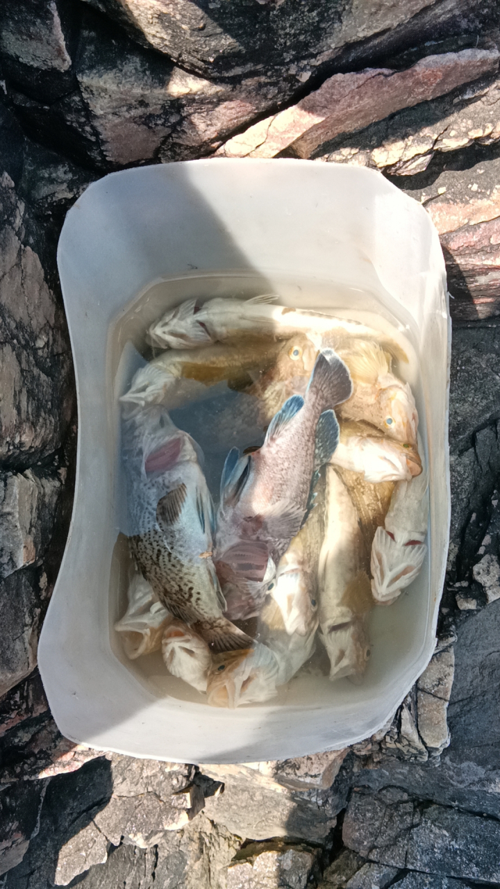 鱼儿离不开水!离开水的鱼儿只能成为餐桌上的美味!