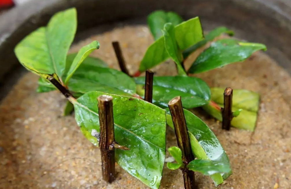 花卉扦插,改选"硬枝"还是"软枝",新手爱乱选,扦插总失败