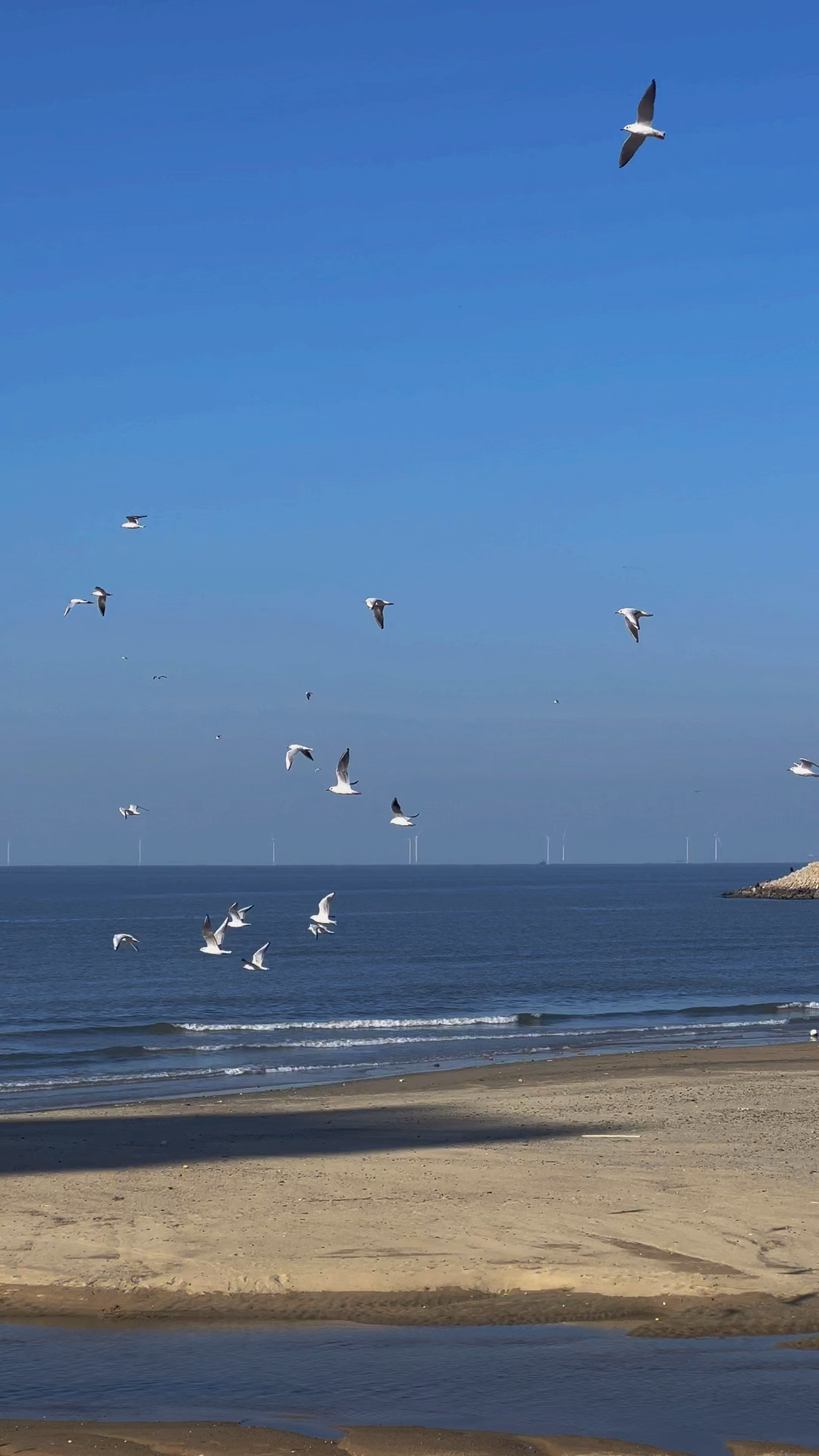 海鸥不在眷恋大海可以飞更远