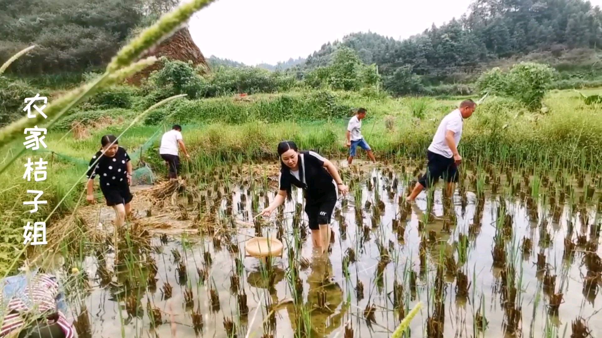 丰收的季节,与乡亲在田里抓禾花鱼捡田螺,8个人才抓得两条鱼开心