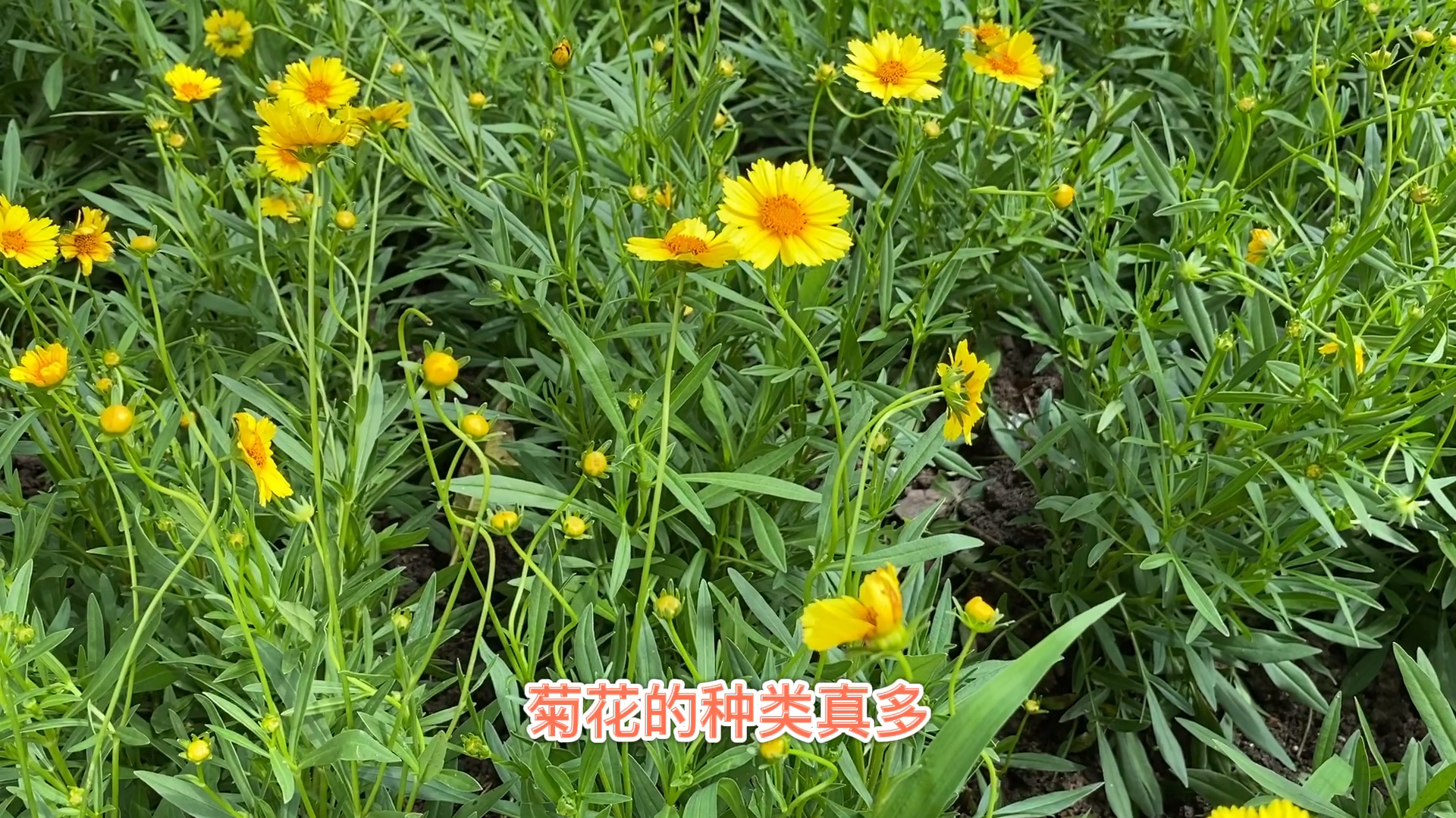 金鸡菊,除了观赏还有其它作用,你们知道吗?
