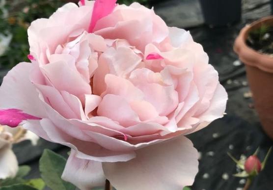 月季花伊芙六号、天使之吻、四度芬芳、胭脂香水