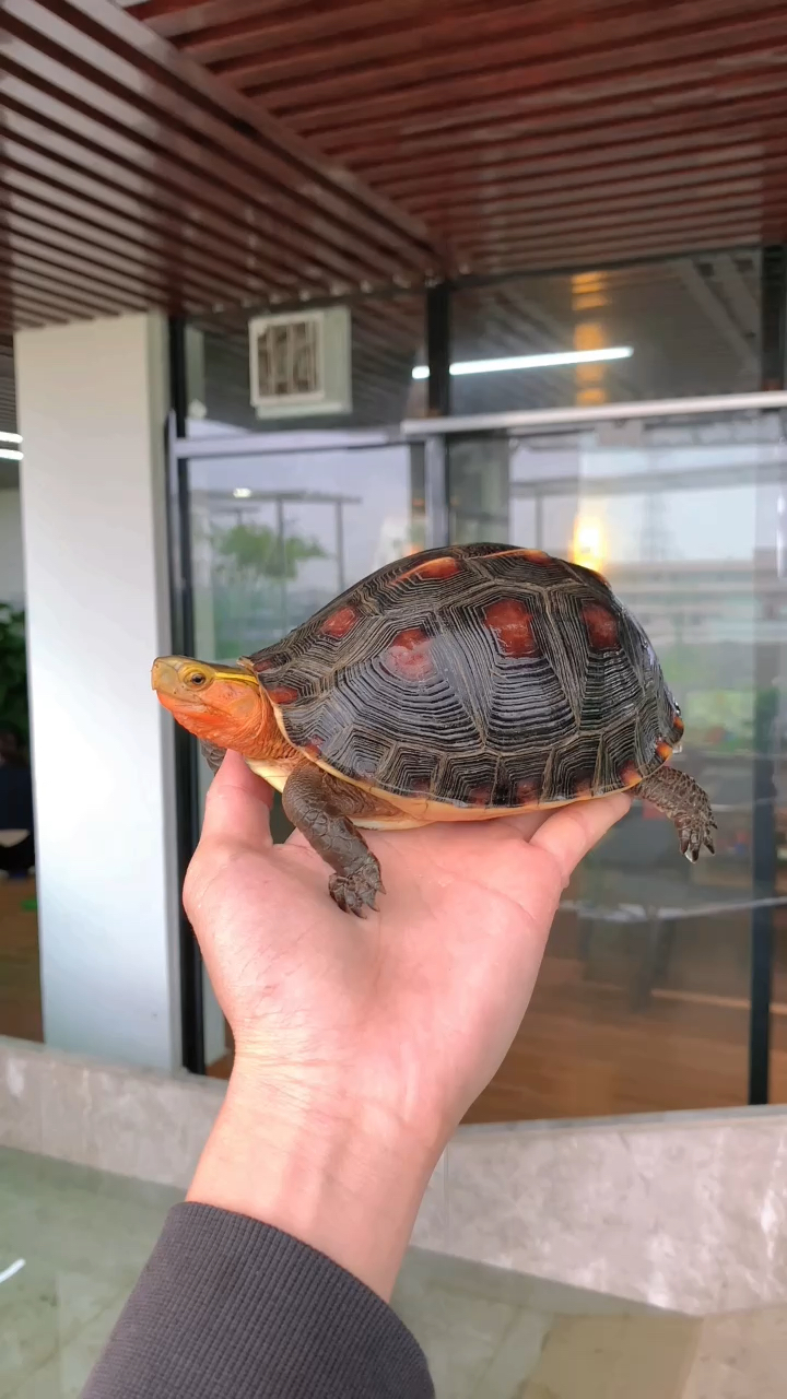 高品质安缘闭壳龟,球体