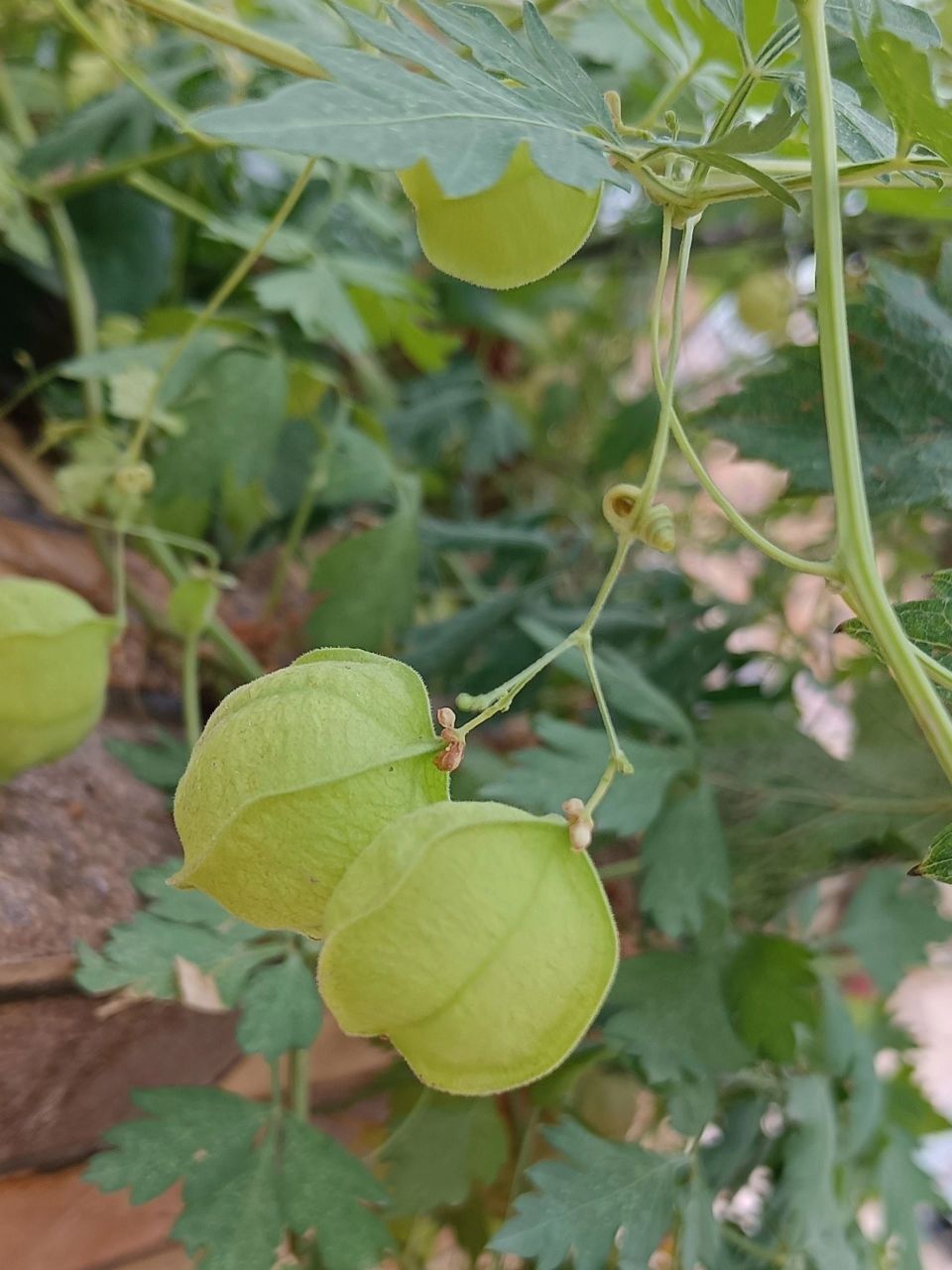 果子像灯笼的植物图片