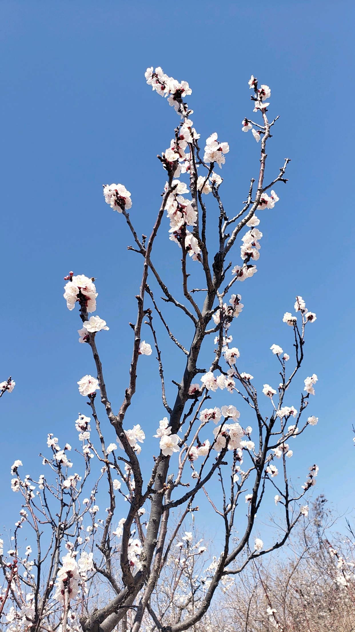 满枝杏花一树香