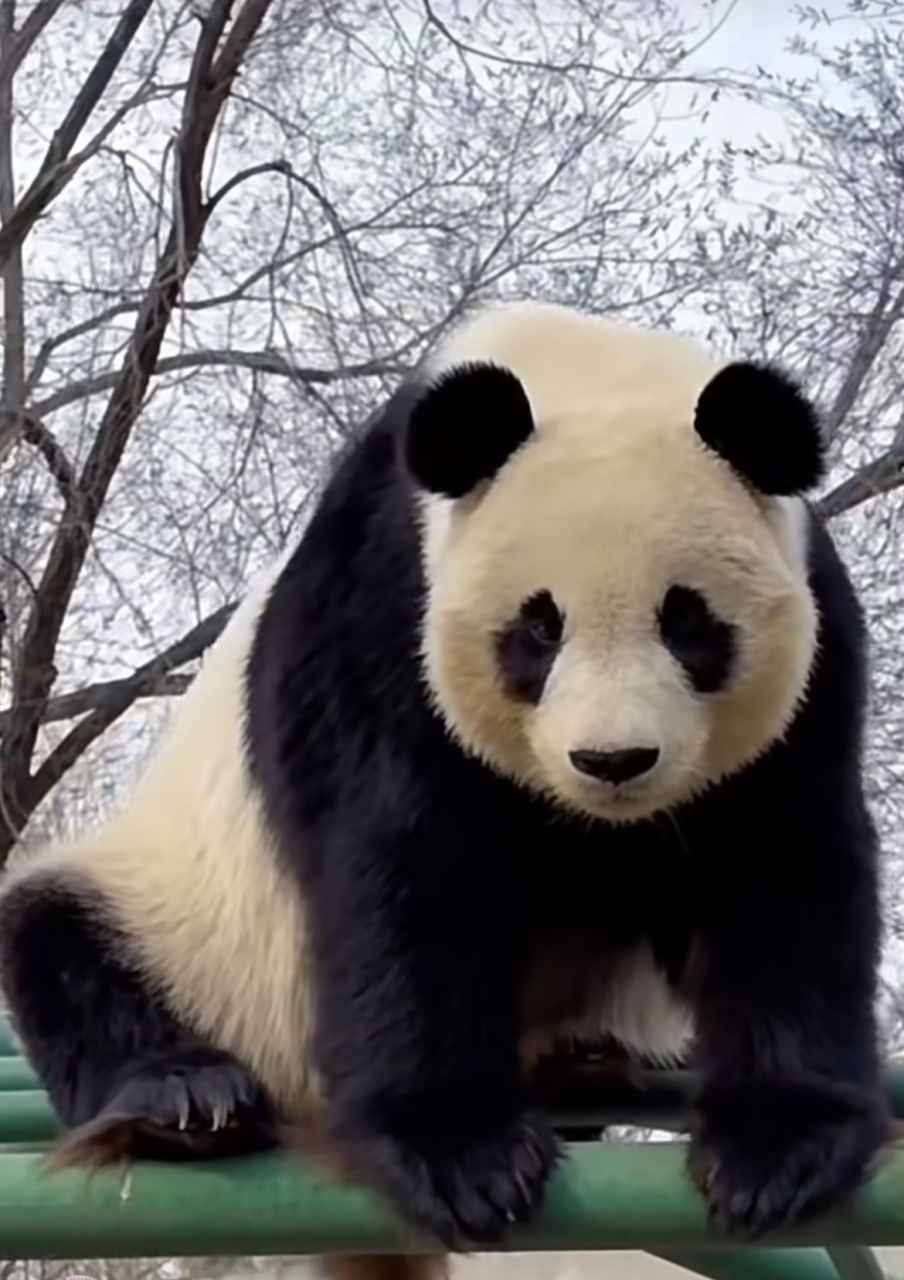 多么妖娆妩媚的美女熊熊一枚,她叫喜乐,来自天津动物园哦#熊猫