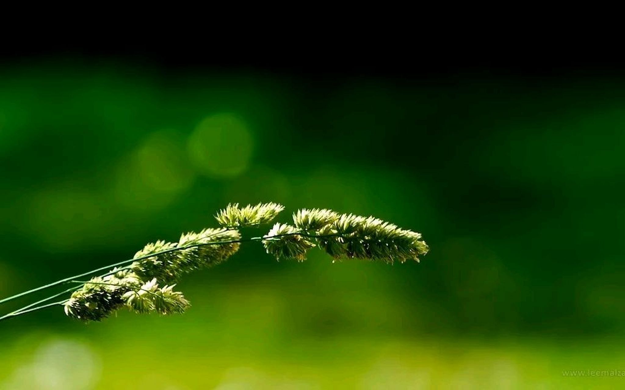 民族性格. 拯救这个社会唯一有效的办法是什么? 重塑民族性.