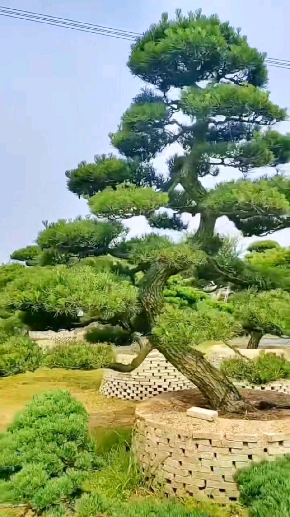 造型飘逸的大型地栽黑松