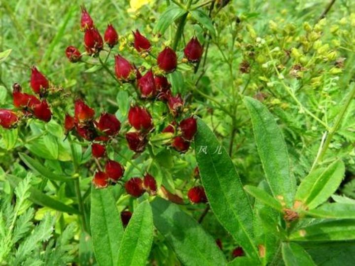赶山鞭是一种什么样的植物