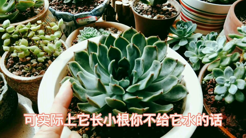 上盆一个月的多肉荷花到底服盆了吗?月影系的品种自带红边分不清