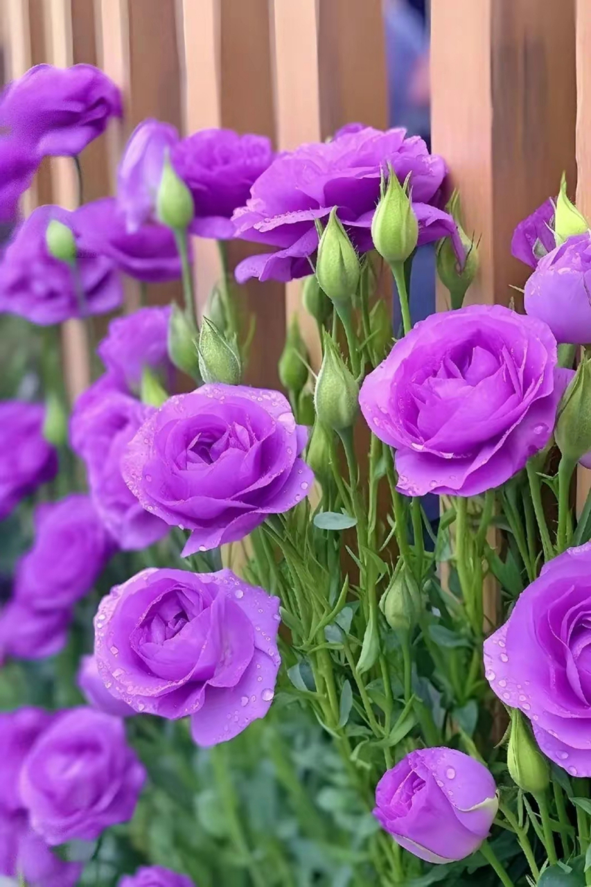 紫色的洋桔梗,光鲜亮丽