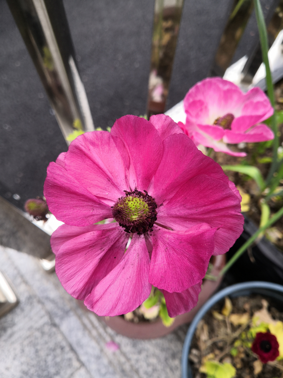 买了种球开出来是这样的,单瓣的野生花毛茛,商家骗人说是重瓣的,又上