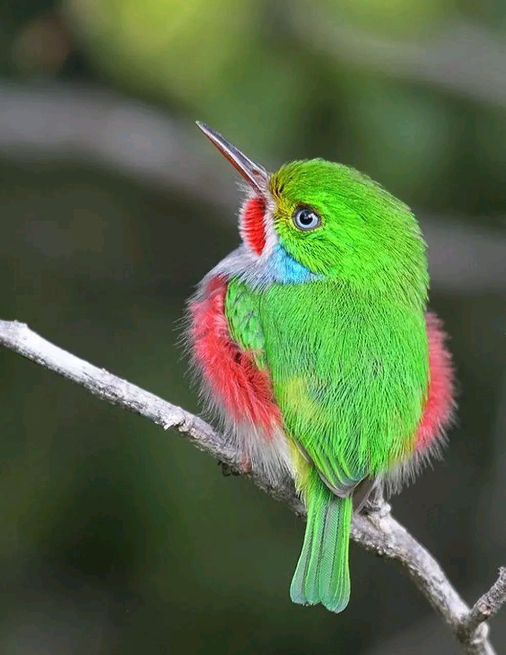 绿色好看的小鸟#摄影# #中国美景大赏