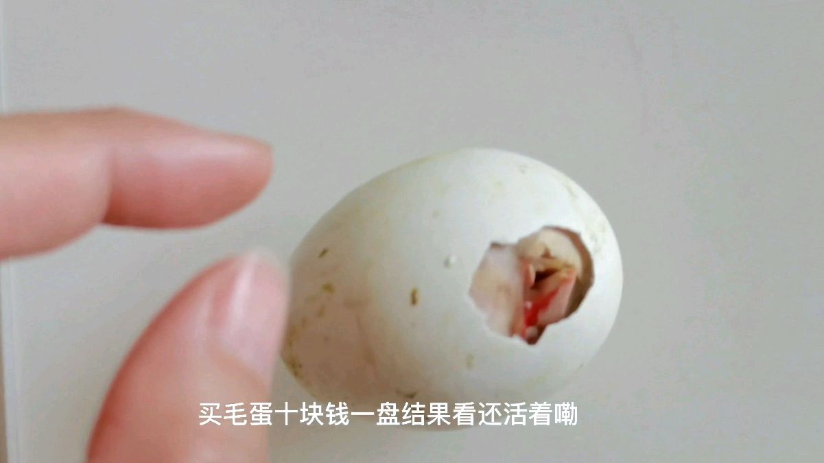 赶集花10块钱买了一盘毛鸡蛋,居然孵出小鸡,我是不是赚了