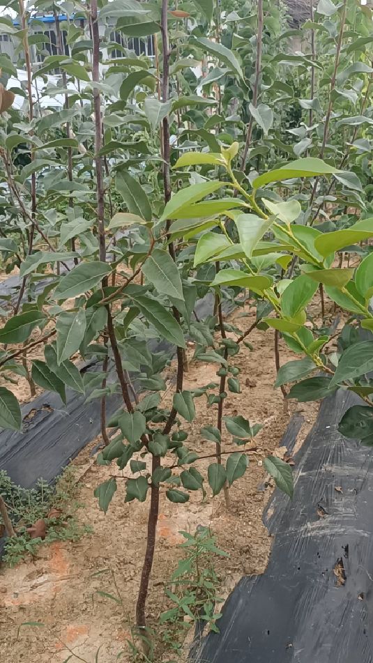 彩虹梨苗,7月底8月初成熟,拉枝明年结果的早酥红梨树苗-度小视