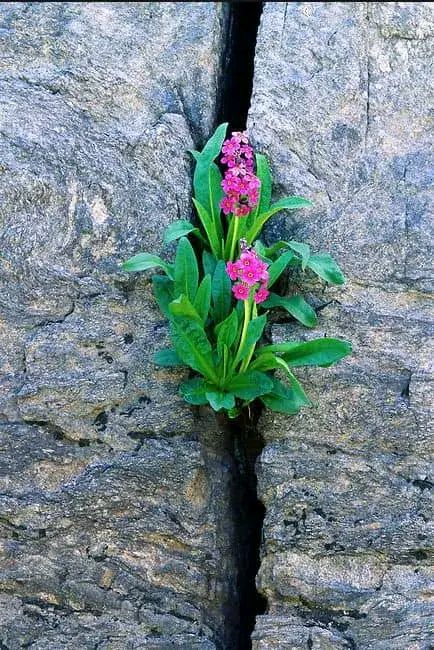 赞石缝之花草  悬崖陡壁绝境生, 风吹雨打脊梁挺.