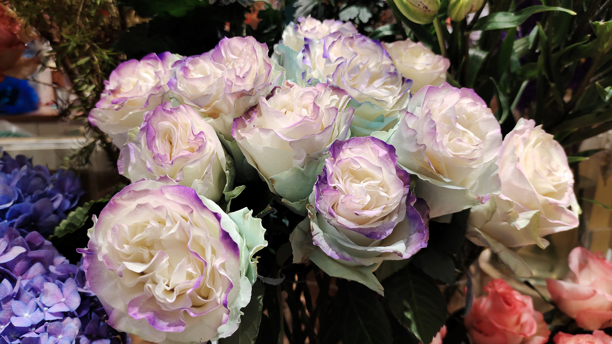 深圳高端鲜花野兽派,一支玫瑰80块钱!