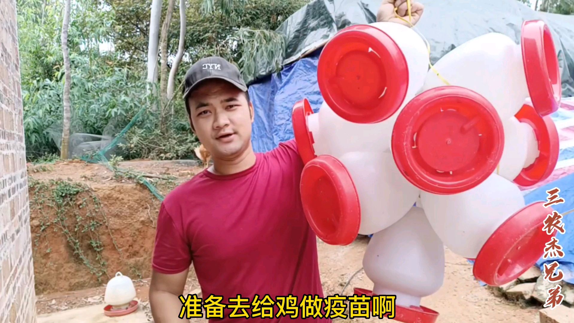 20块的疫苗可以预防上千个鸡的法氏囊,方法很简单